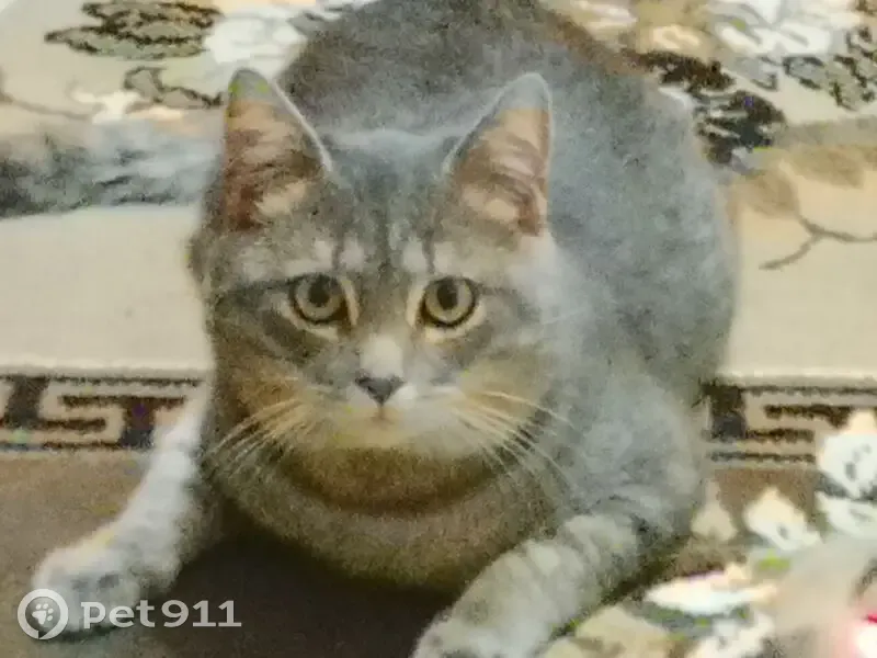 Зникла кішка, вулиця Рєпіна, 18, Тернопіль — сірий котик у помаранчевому силіконовому нашийнику - photo
