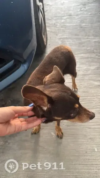 Encontrado perro hembra, Río Sena, 16, Tepic - pequeño, con collar y orejas erguidas - photo