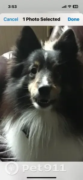 Lost dog, State 31, Lockport, Buffalo - male sheltie - photo