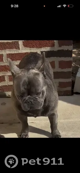 Lost dog, East Cheltenham Avenue, 138, Philadelphia - gray, stocky, French bulldog - photo