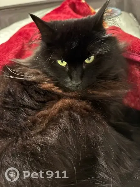 Lost cat, Waller Road East, 11610, Tacoma - female, black long fur, spayed - photo