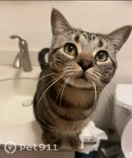 Lost dog, Lafayette Avenue, 876, Brooklyn - small black and grey tabby with green eyes - photo