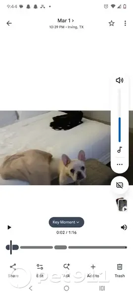 Lost dog, Washington Avenue South, 300, Minneapolis - white Frenchie - photo