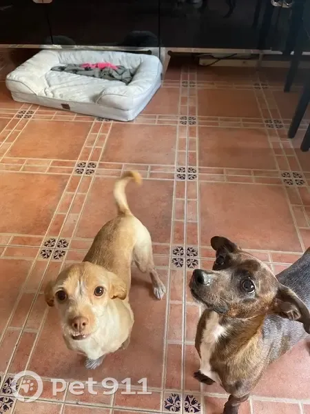 Perdido perro hembra, Calle Malaga, 28, El Secadero, San Roque - asustadiza y con un diente que se le sale de la boca - photo