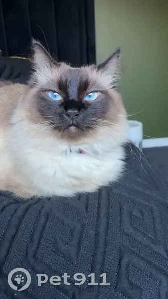 Lost cat, Cotton Place, 4, Joondalup, Wanneroo - female ragdoll with blue eyes - photo