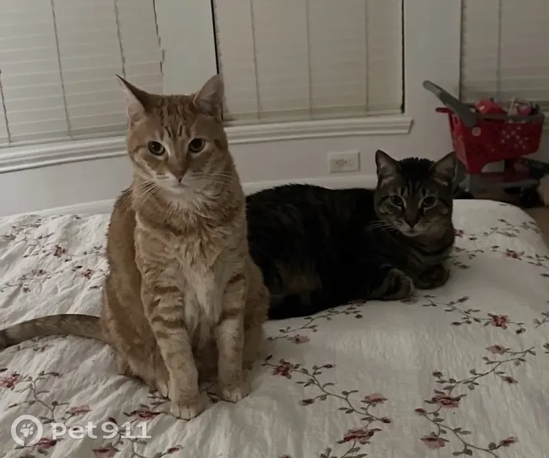 Lost cat, Interstate 45, 21714, Spring - male, gray tabby - photo