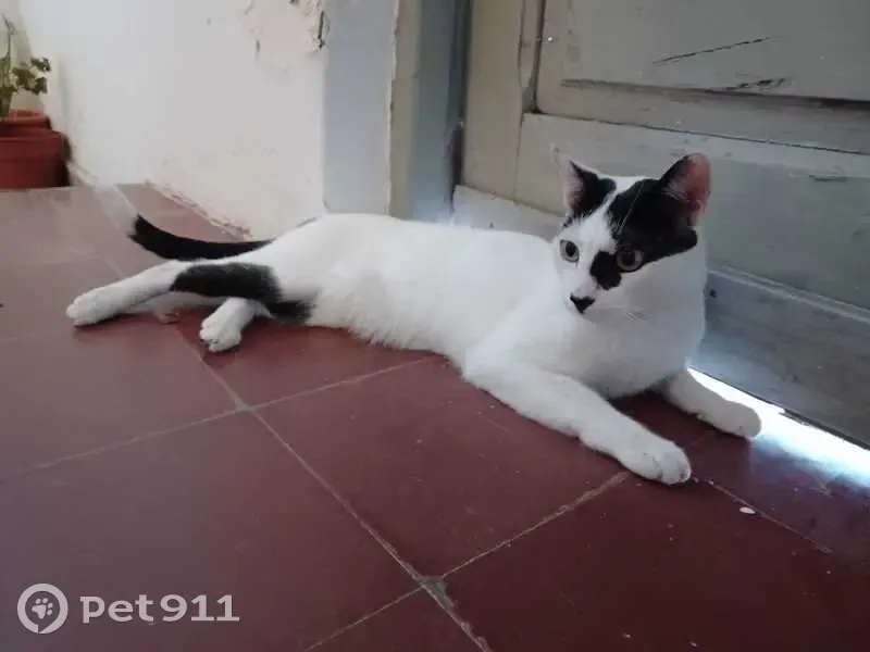 Gato perdido, Calle Villahermosa, Valencia — blanco con manchas negras y cola negra con punta blanca - photo