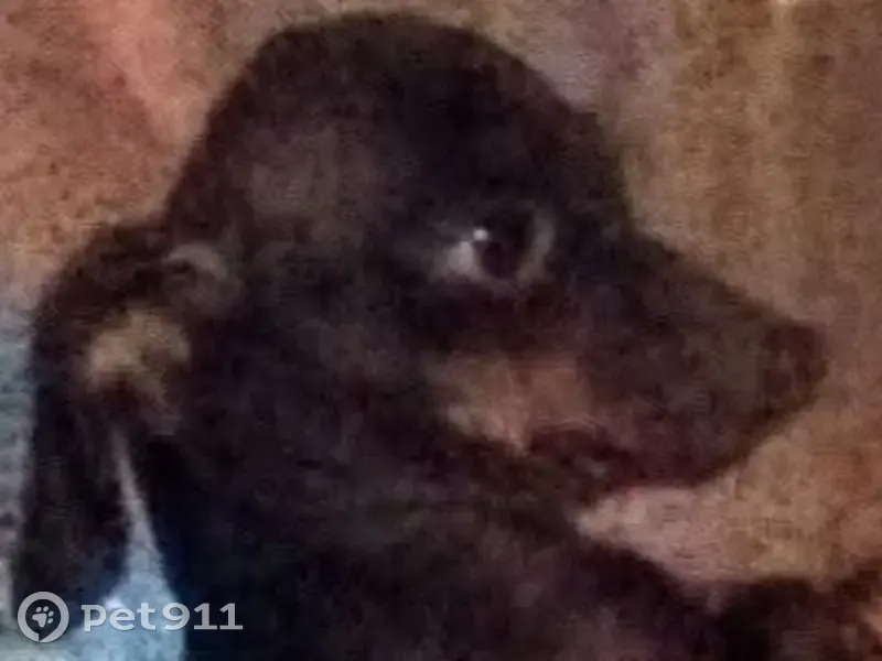 Lost dog, Augusta Road, 5400, Lexington - female mini-dachshund with cloudy eyes - photo