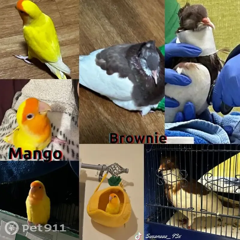 Lost bird male, East 15th Street, 1511, New York, Brooklyn — brown/white pigeon-dove mix, recovering left-side injury - photo