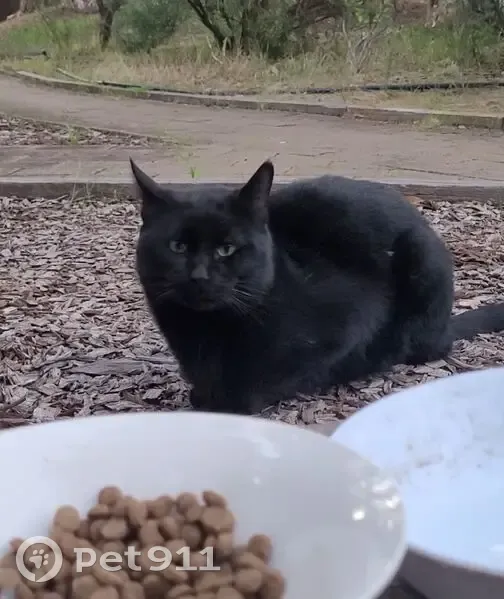 Found cat, Gosnells, Western Australia, Lesmurdie - young friendly male with glossy black coat and green eyes - photo