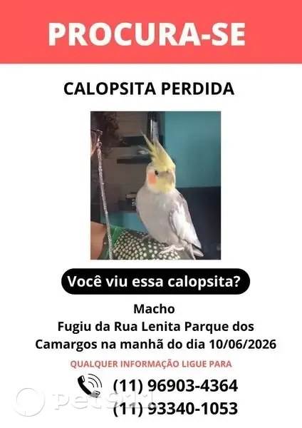 Perdida pássaro macho, Rua Lenita, Barueri — calopsita cinza com topete grande - photo