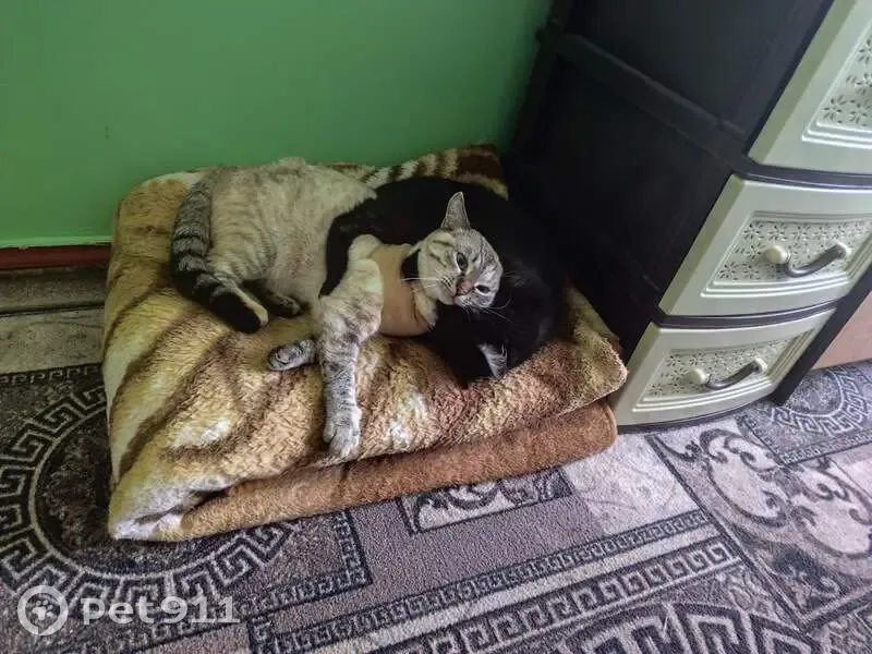 Зникла кішка, провулок Левка Лукʼяненка, 28, Вінниця — сіамська, з голубими очима - photo