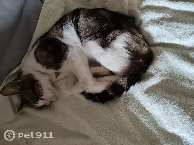 Chat trouvé Garçon, Neufmanil (ff594939) - photo