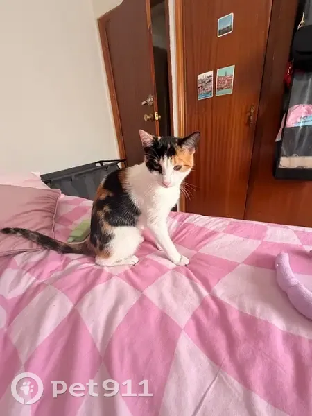 Perdido gato hembra tricolor, Avenida de la Virgen del Carmen, 47, Hortaleza - photo