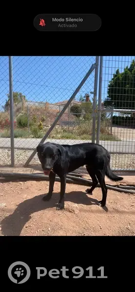 Perdido perro macho, Lugar Morti Alto, 66, Totana — lleva collar negro y se llama Crou - photo