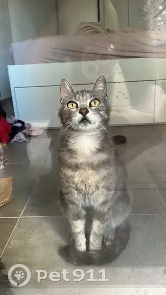 Perdu chat femelle, Boulevard Paul Valéry, 2262, Montpellier, Nîmes — petite grise tigrée - photo