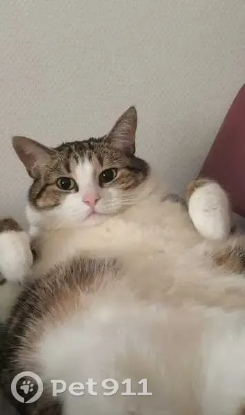 Chat perdu femelle, Route de Saint-Michel, 203, Bourges, Paris - stérilisée, identifiée par puce étrangère - photo