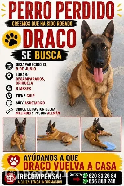 Perdido perro macho en Desemparats, Comunidad Valenciana, Almendralejo - 6 meses, con chip - photo
