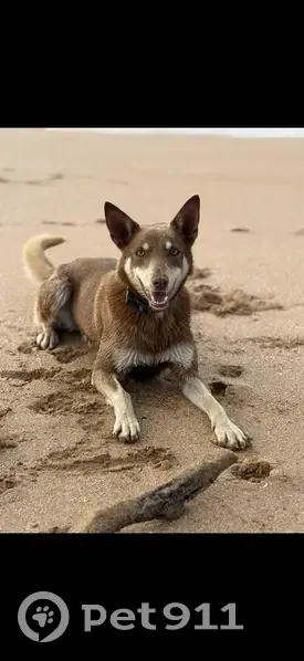 Lost dog, Elanora Road, Kiama, Sydney - male red and pale tan kelpie with a green collar - photo