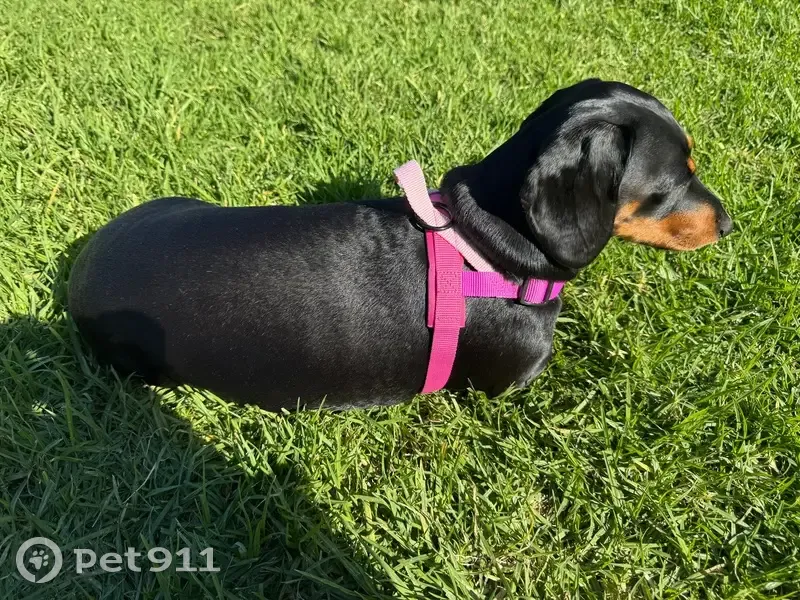 Lost dog, Saint Thomas Street, Bronte, Sydney - female dachshund, black, timid - photo