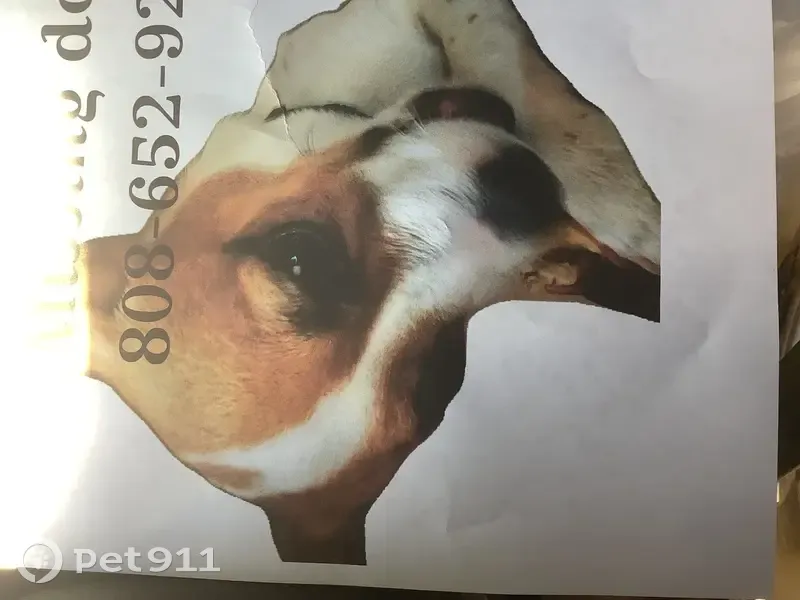 Lost dog, Lake Stevens, Washington, Lake Stevens — male, small orange and white - photo