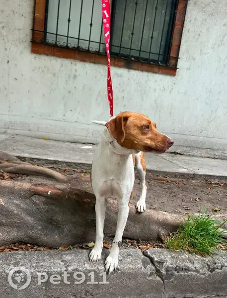 Encontrado perro hembra, Guadalupe, s/n, Celaya - color blanco con beige, mediana - photo