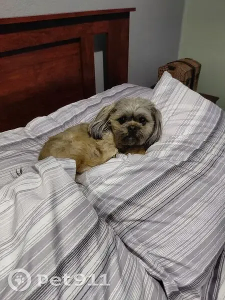 Lost dog, Squall Valley Drive, Nampa — male, brown/tan coloring, dark around the eyes - photo