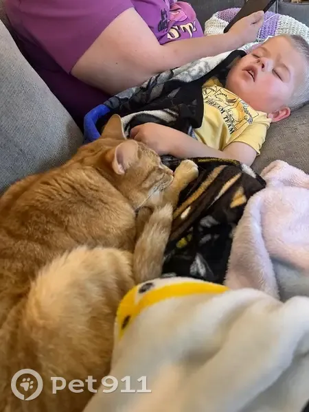 Lost cat, West Wedington Drive, 3001, Fayetteville - male, orange, neutered, microchipped - photo