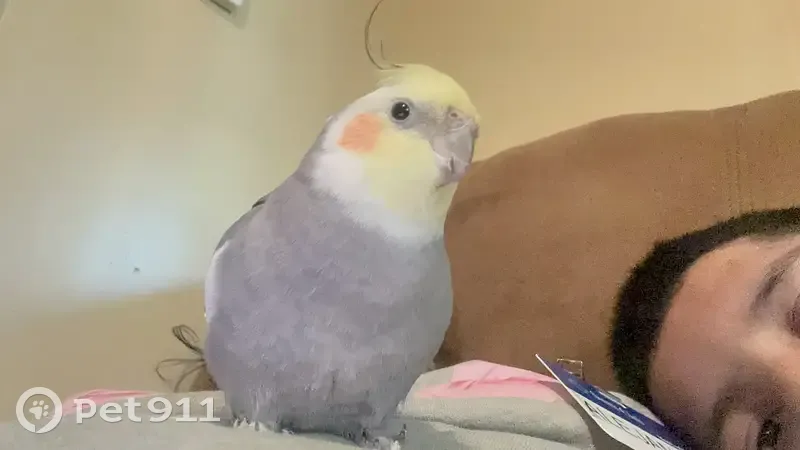 Lost bird, Pacific Avenue, 935, Kansas City - male - grey and white wings, yellow head - photo