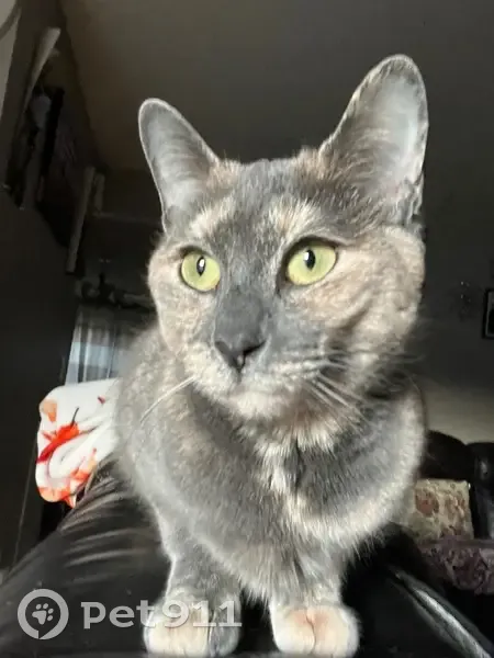Lost cat, Robertson Street, 73, Bristol - female tortoiseshell, medium-sized - photo