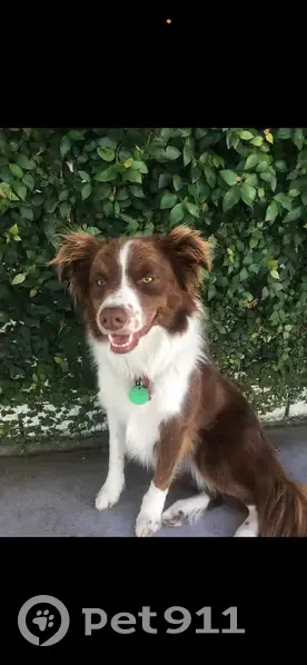Lost dog, Koondara Street, 40, Corinda — female, brown and white border collie - photo
