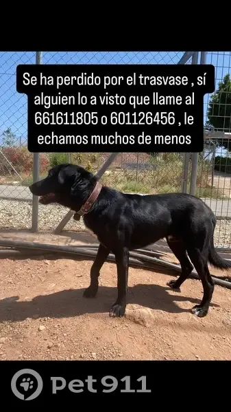 Perro perdido, Lugar Morti Alto, 66, Totana - macho, alto, ojos marrones - photo