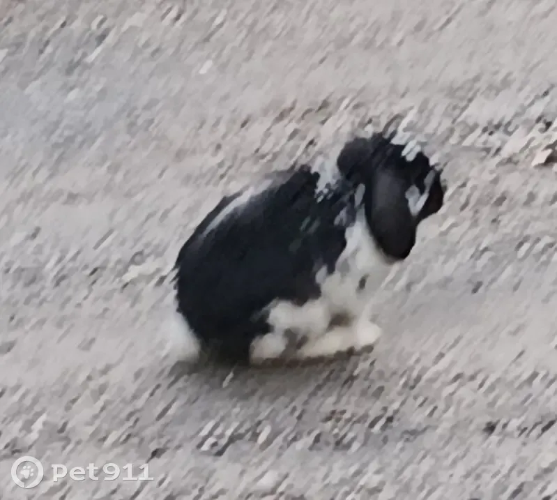 Found rabbit, Quarry Road, 18-20, Tweed, South Murwillumbah - black and white, juvenile - photo