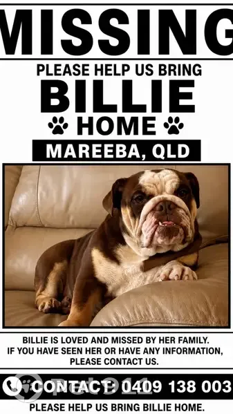 Lost dog, Brodziac Close, 2, Mareeba - female English bulldog - photo