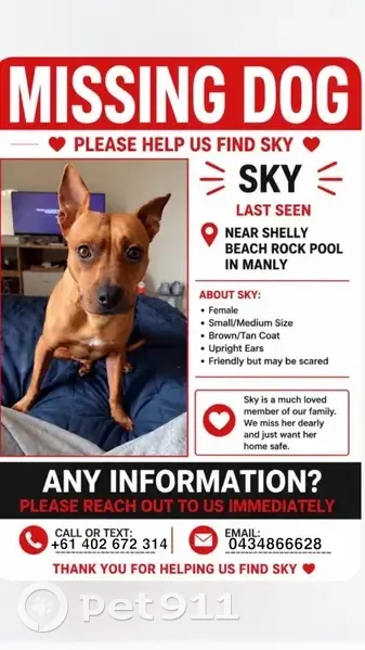 Lost dog, Marine Parade, 1, Northern Beaches Council, Curl Curl - brown with upright ears - photo