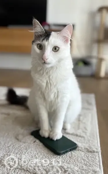 Lost cat, Lennox Avenue, 19, Glenorchy City, Hobart - female, white with grey ear and fluffy tail - photo