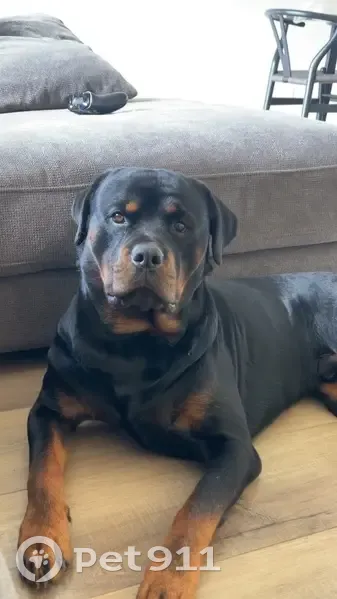 Lost dog, Fernwren Drive, 25, Casey City, Beaconsfield Upper - male, timid but friendly - photo