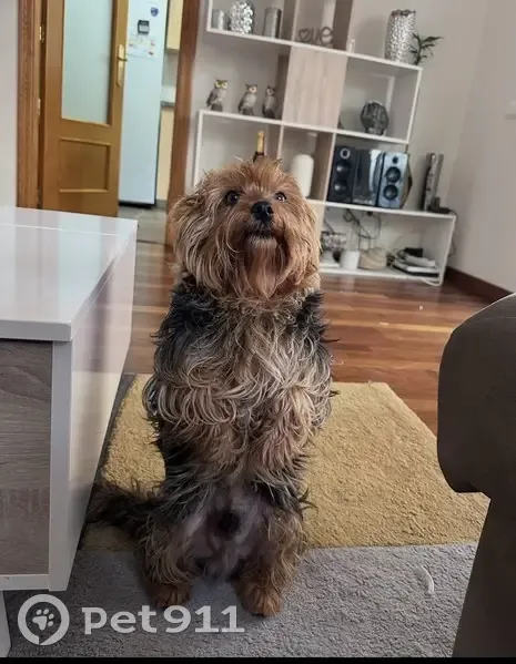 Perdido perro masculino, Carrer de s'Espardell, 10, Madrid - marrón oscuro, se escapó de casa - photo
