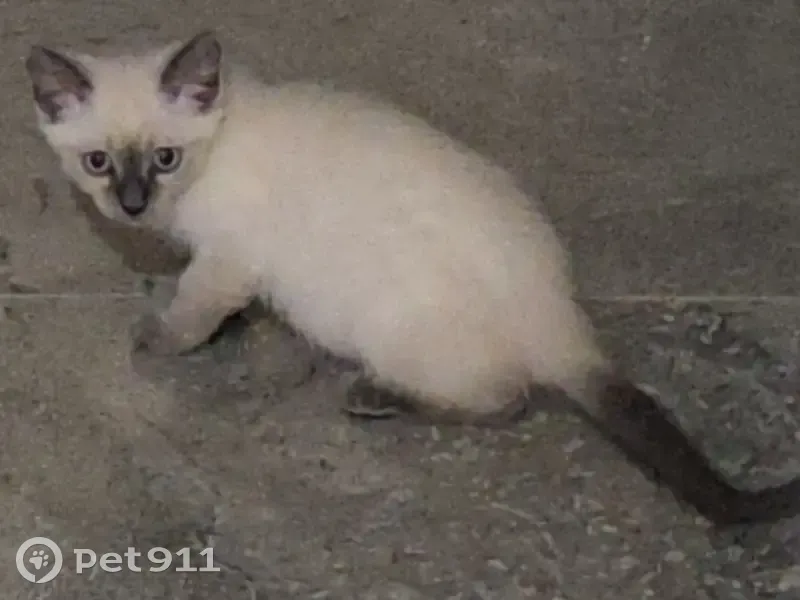 Lost cat, Macrossan Avenue, 136, Corinda - female - 3 months old, blue eyes - photo
