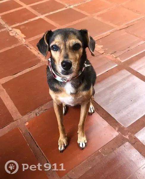 Perdido cachorro fêmea, Rua Aparecida, Campo Grande — usa coleira branca de leishmaniose - photo
