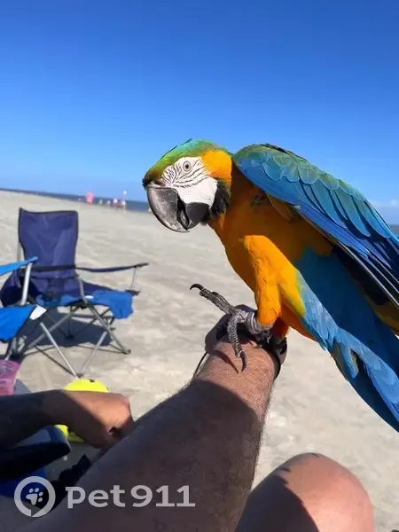 Lost bird, Harry Driggers Boulevard, New Hope, Brunswick - male, responds to Paco and 