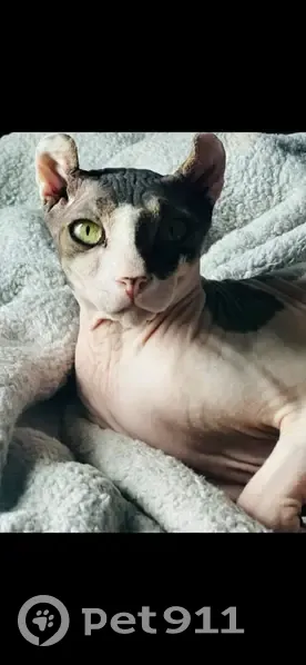 Lost cat, Bienville Boulevard, 3911, Ocean Springs - male hairless cat with bright green eyes - photo