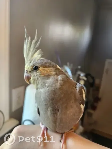 Missing bird Female, Bowling Green (usl539837) - photo