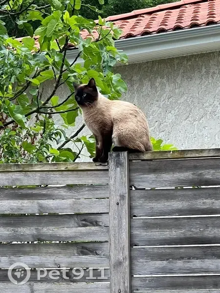 Chat perdu mâle, Route de Barbary, La Couronne, Villiers-sur-Marne - très sociable - photo