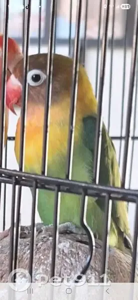 Missing bird Male, Kendall West (usl539842) - photo