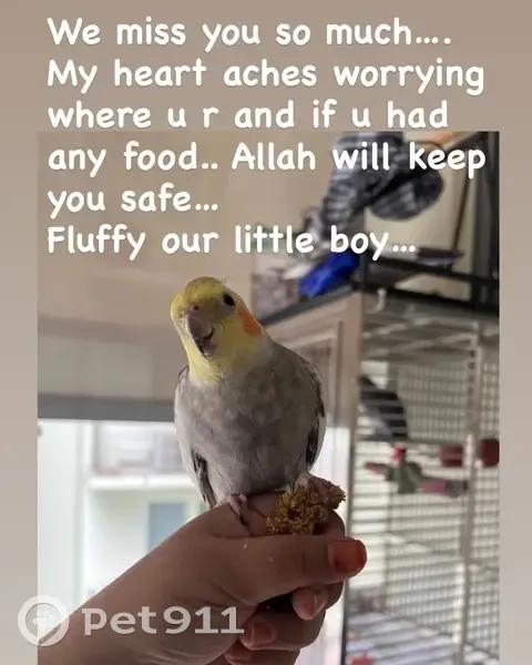 Lost bird, Miltonia Close, 31, Singapore, Sengkang - 9 months old, no ring on leg - photo