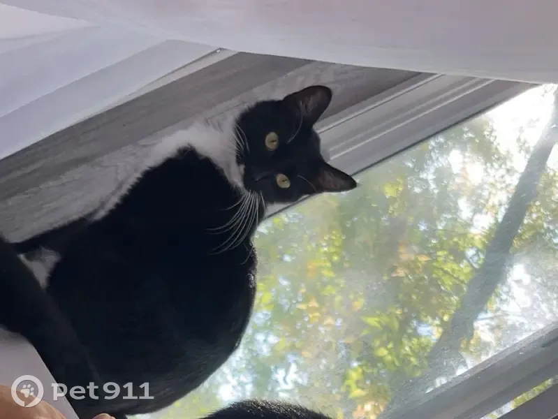 Lost cat, male, Michelle Avenue, 98, Chaska — tuxedo with a heart-shaped white mark on face - photo