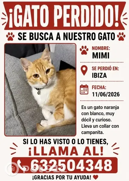 Perdido gato hembra, Carrer d'Andalusia, Eivissa, Palma - rubia con ojos marrones - photo