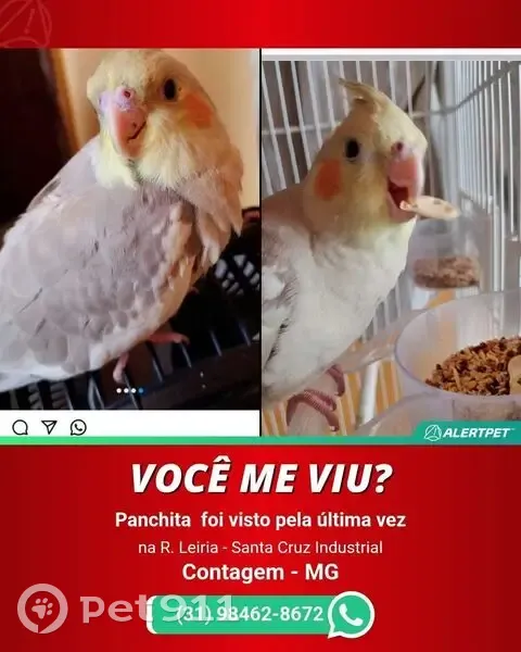 Perdido pássaro macho, Rua Leiria, Minas Gerais - calopsita filhote cinza claro, cara amarela - photo