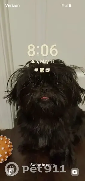 Lost dog, Mason Road, 6036, Mount Olive - black Shitzu, very timid - photo
